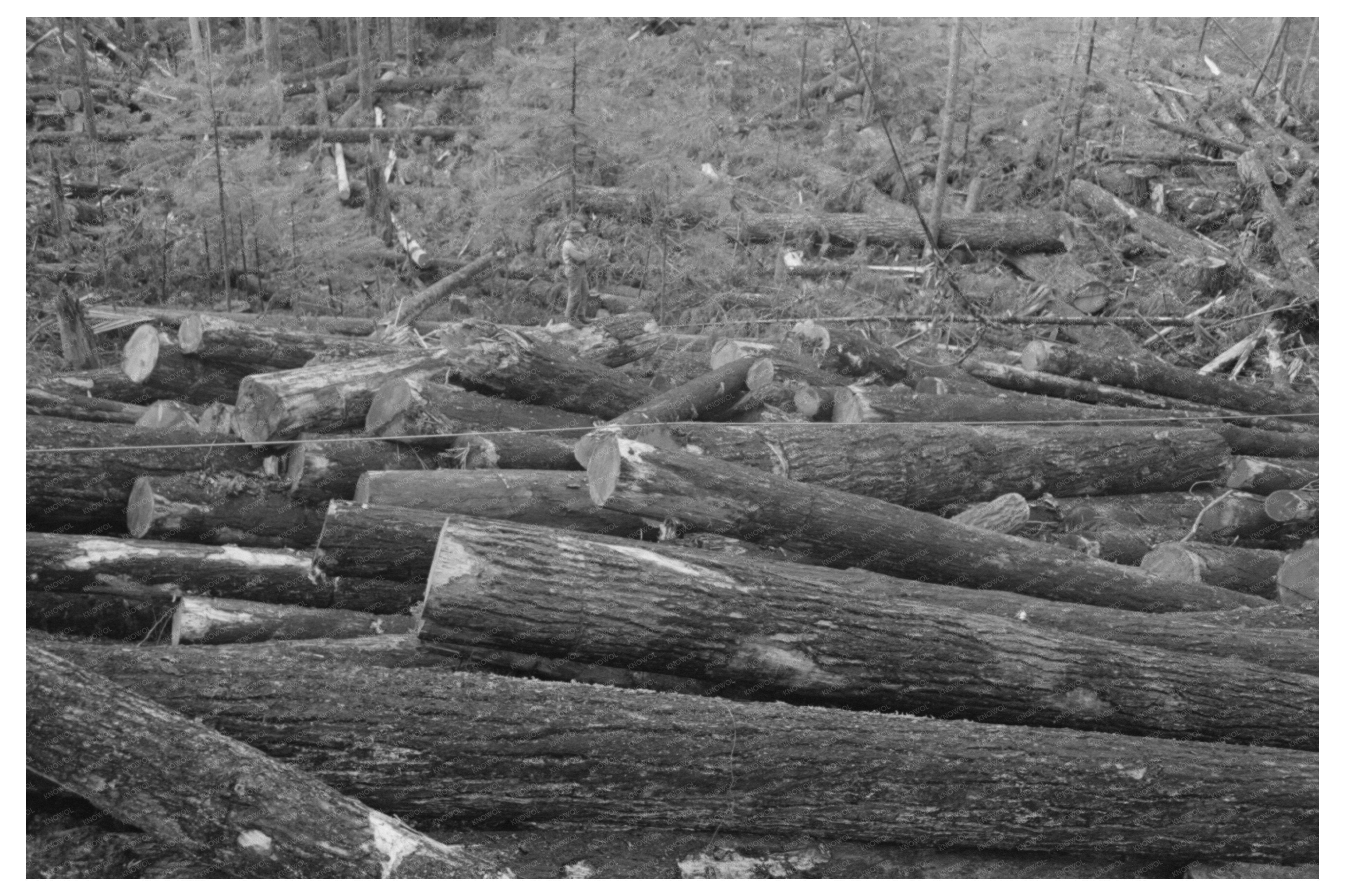 Logging Operations Cowlitz County Washington 1941