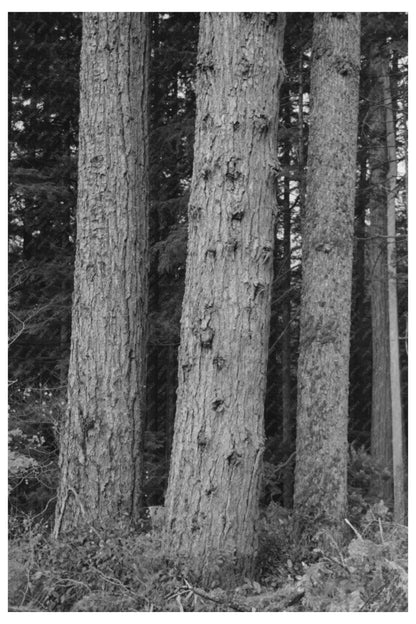 Long Bell Lumber Company Trees Cowlitz County 1941