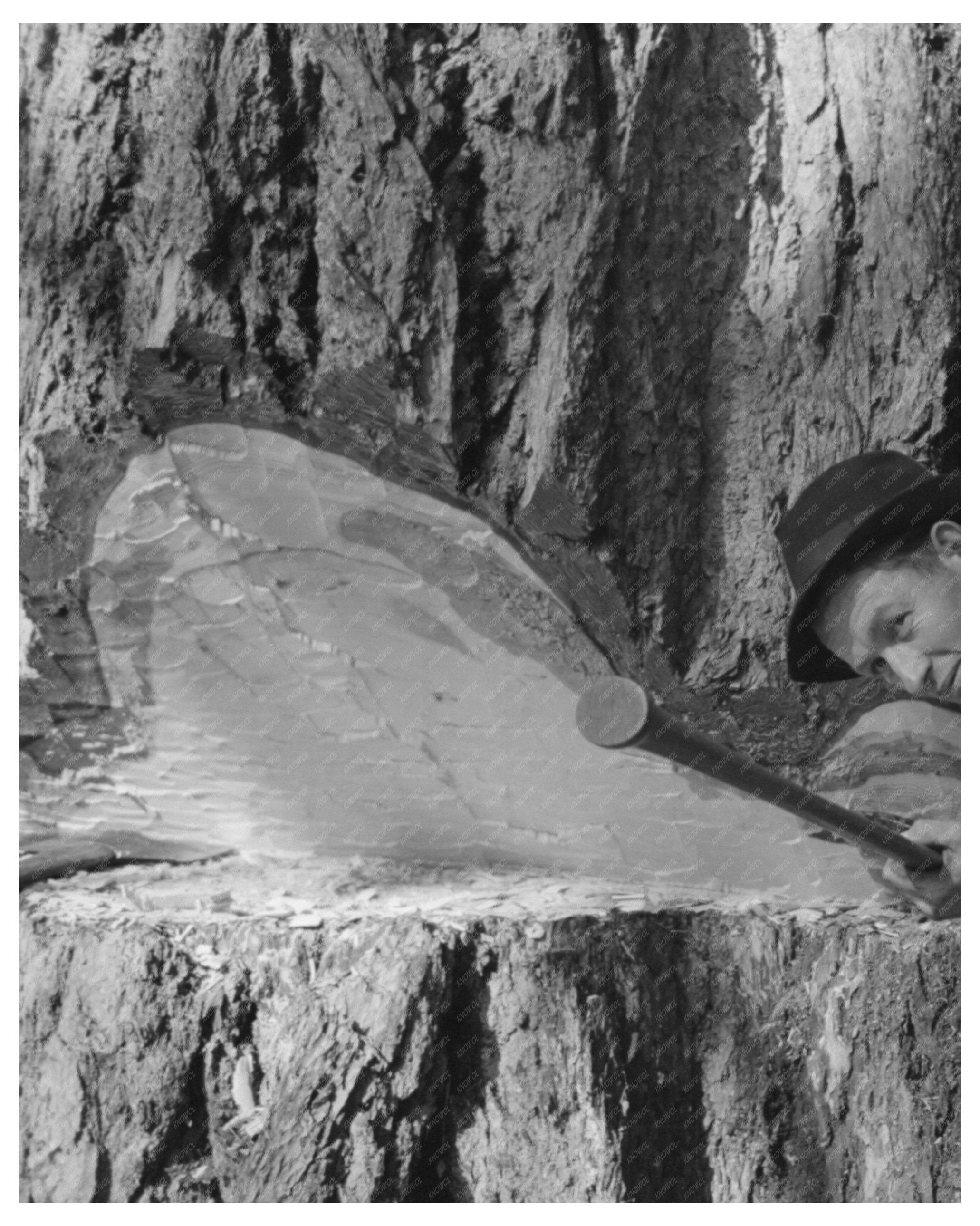 Cowlitz County Logging Scene October 1941