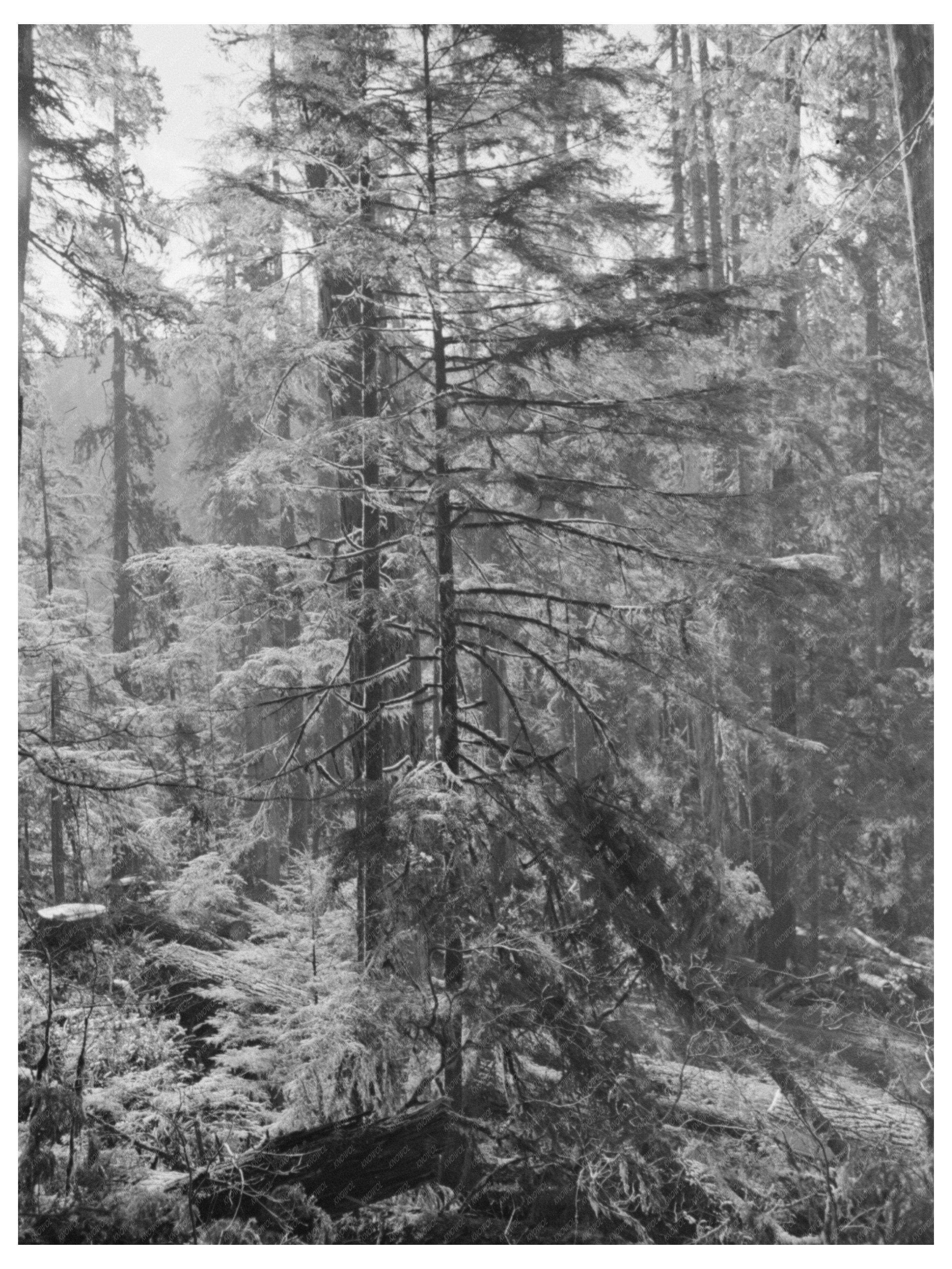 Long Bell Lumber Company Woods Cowlitz County 1941