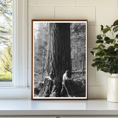 Lumberjack at Long Bell Lumber Company Cowlitz County 1941