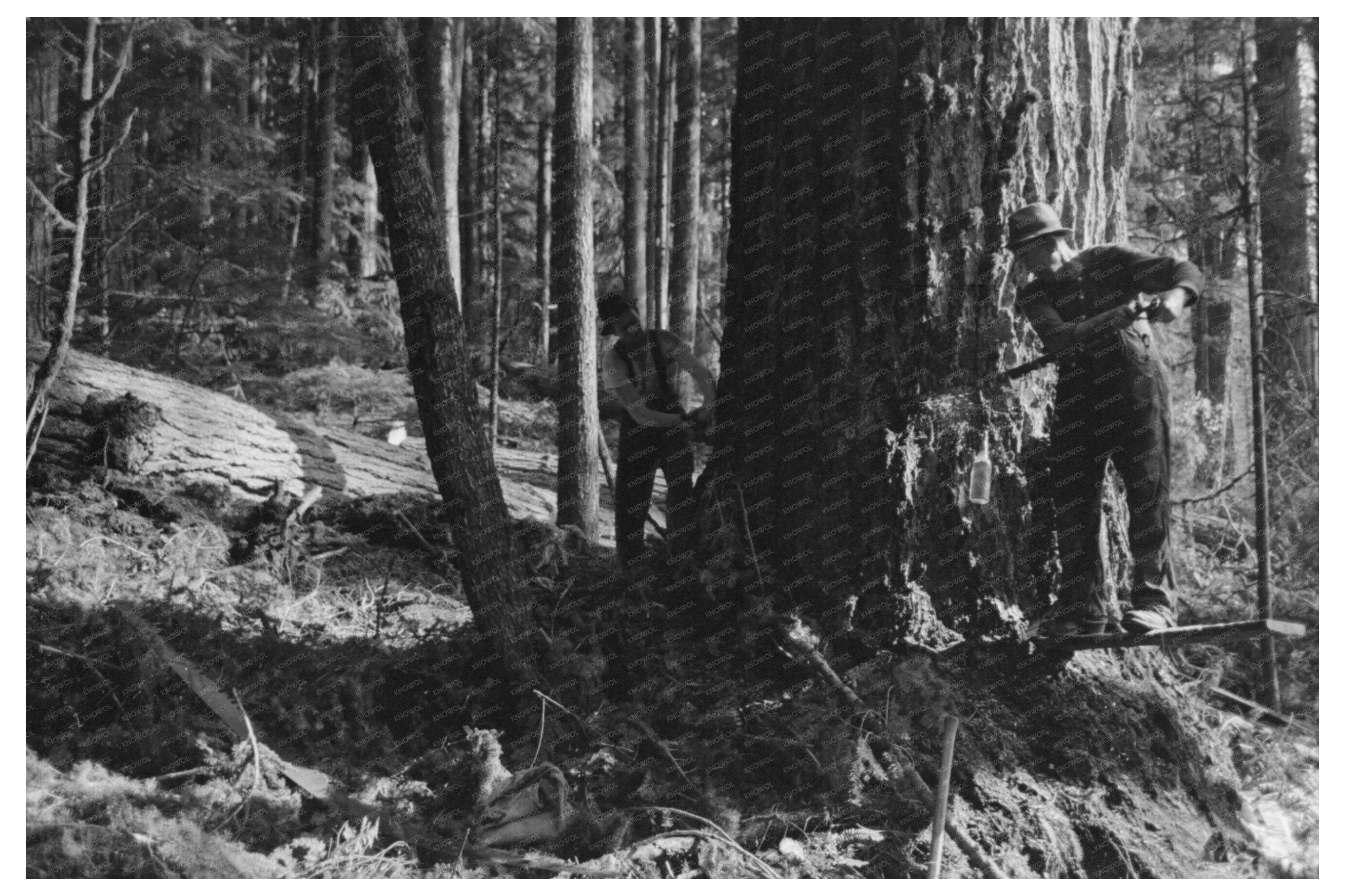 Lumberjacks Cutting Tree at Long Bell Lumber Company 1941