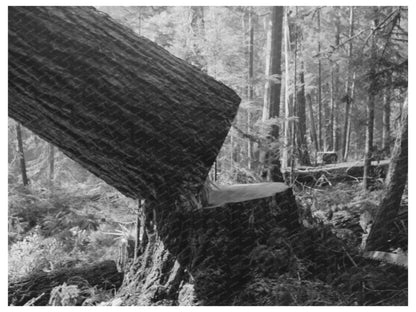 Falling a Tree at Long Bell Lumber Company 1941