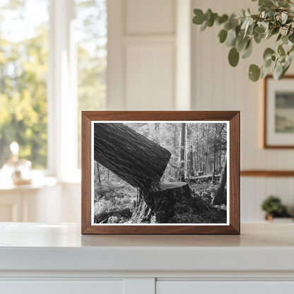 Falling a Tree at Long Bell Lumber Company 1941