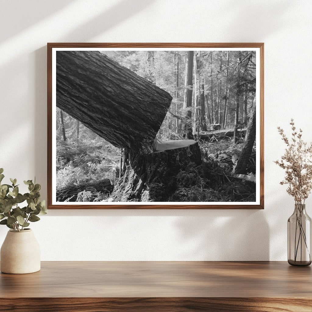 Falling a Tree at Long Bell Lumber Company 1941