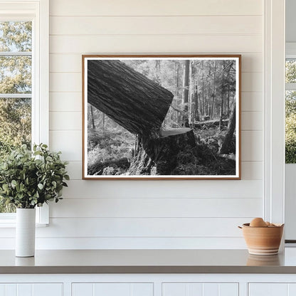 Falling a Tree at Long Bell Lumber Company 1941