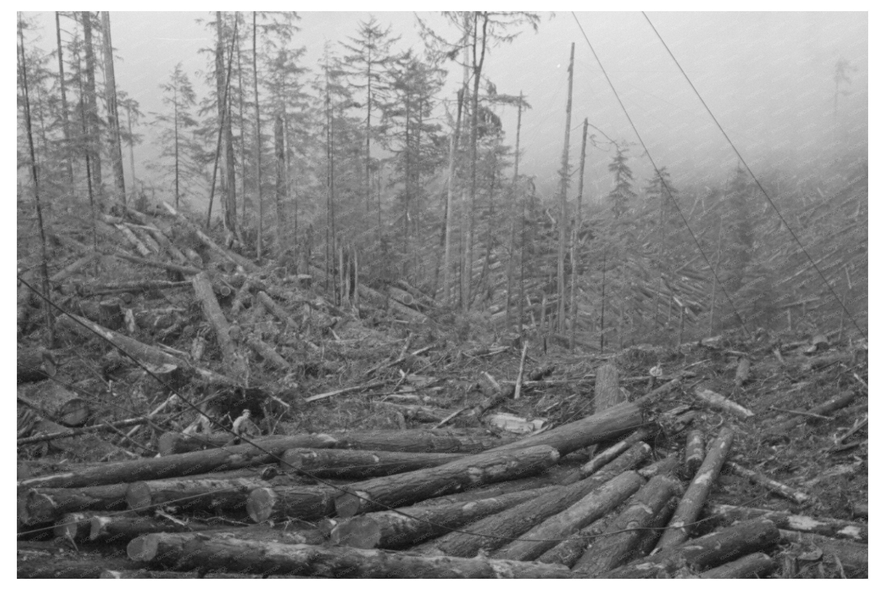 Long Bell Lumber Company Logs Cowlitz County 1941