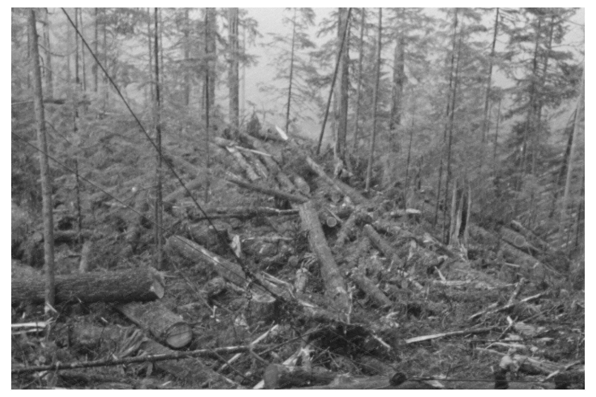 Vintage 1941 Long Bell Lumber Company Logs in Cowlitz County
