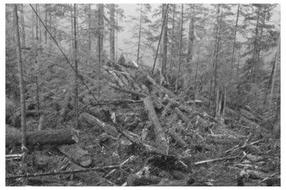 Vintage 1941 Long Bell Lumber Company Logs in Cowlitz County