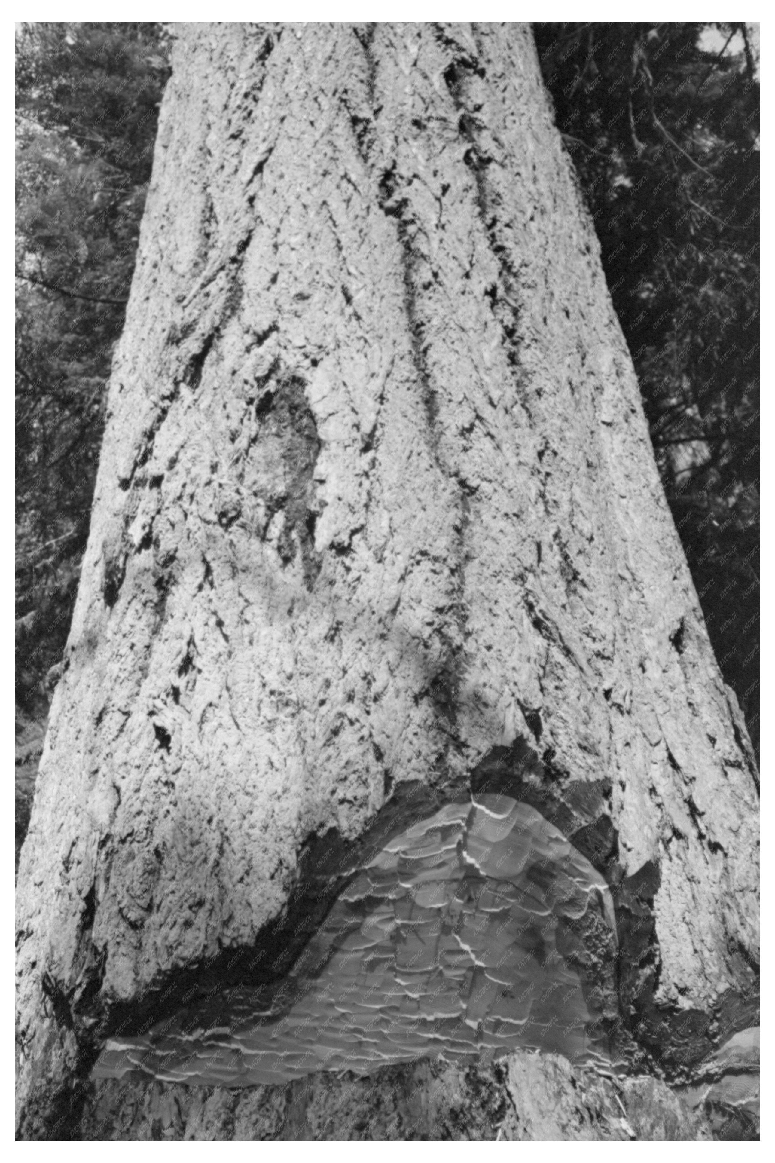 Vintage 1941 Fir Tree Trunk Undercut Cowlitz County WA