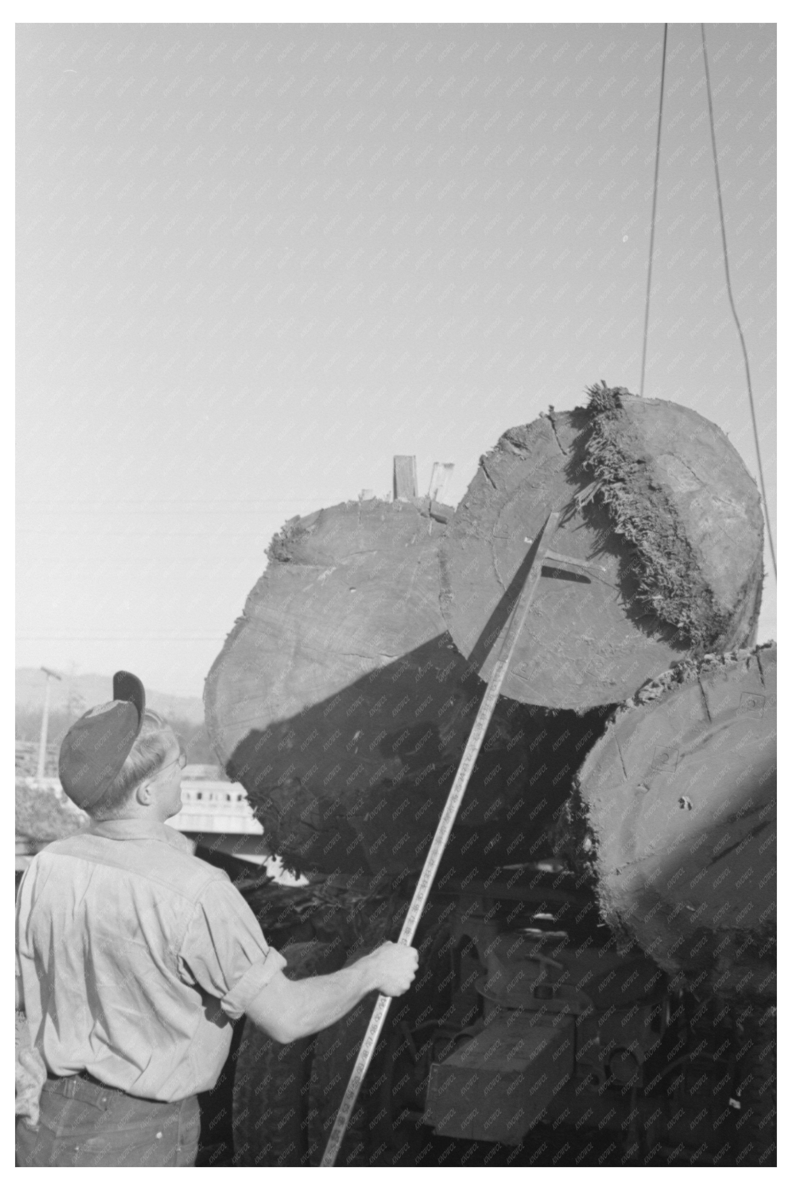 Scaler Measures Rot in Logs Tillamook Oregon 1941