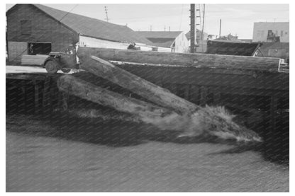 Logs Rolling into Pond in Tillamook County Oregon 1941