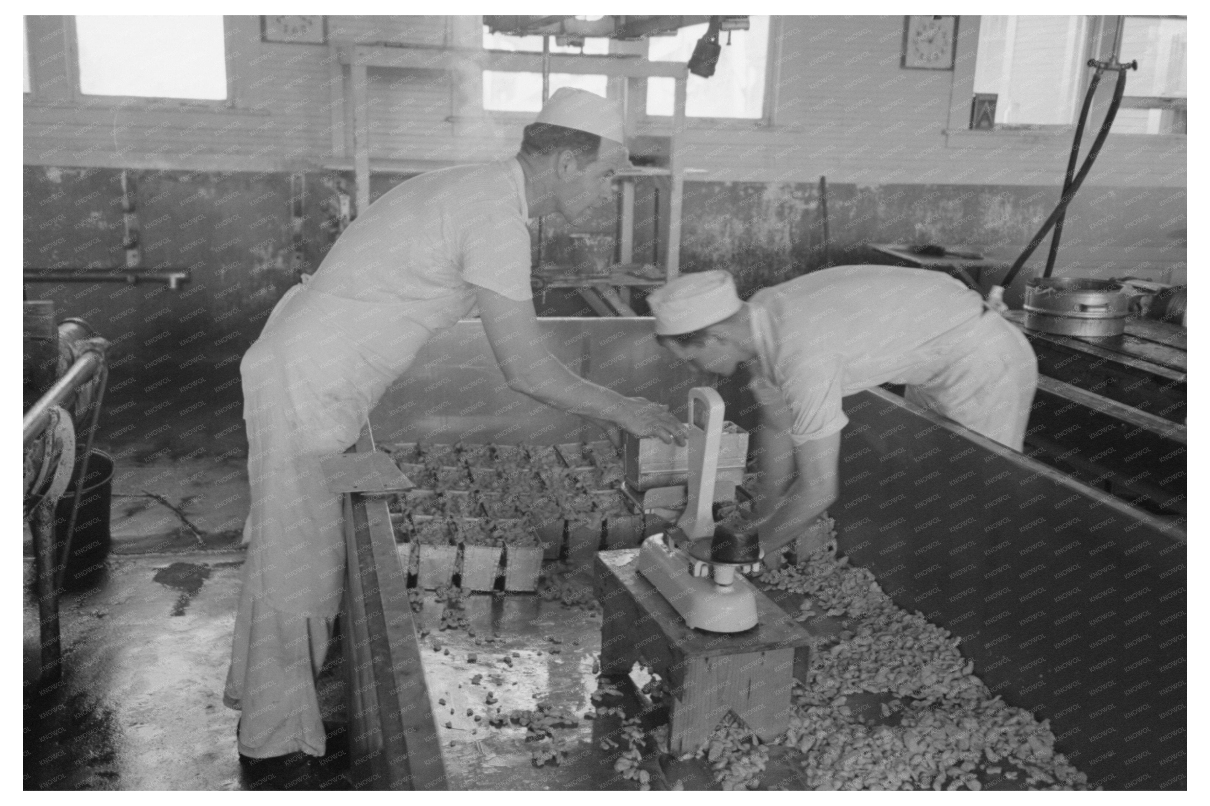 Packing Cheese in Molds Tillamook Oregon 1941