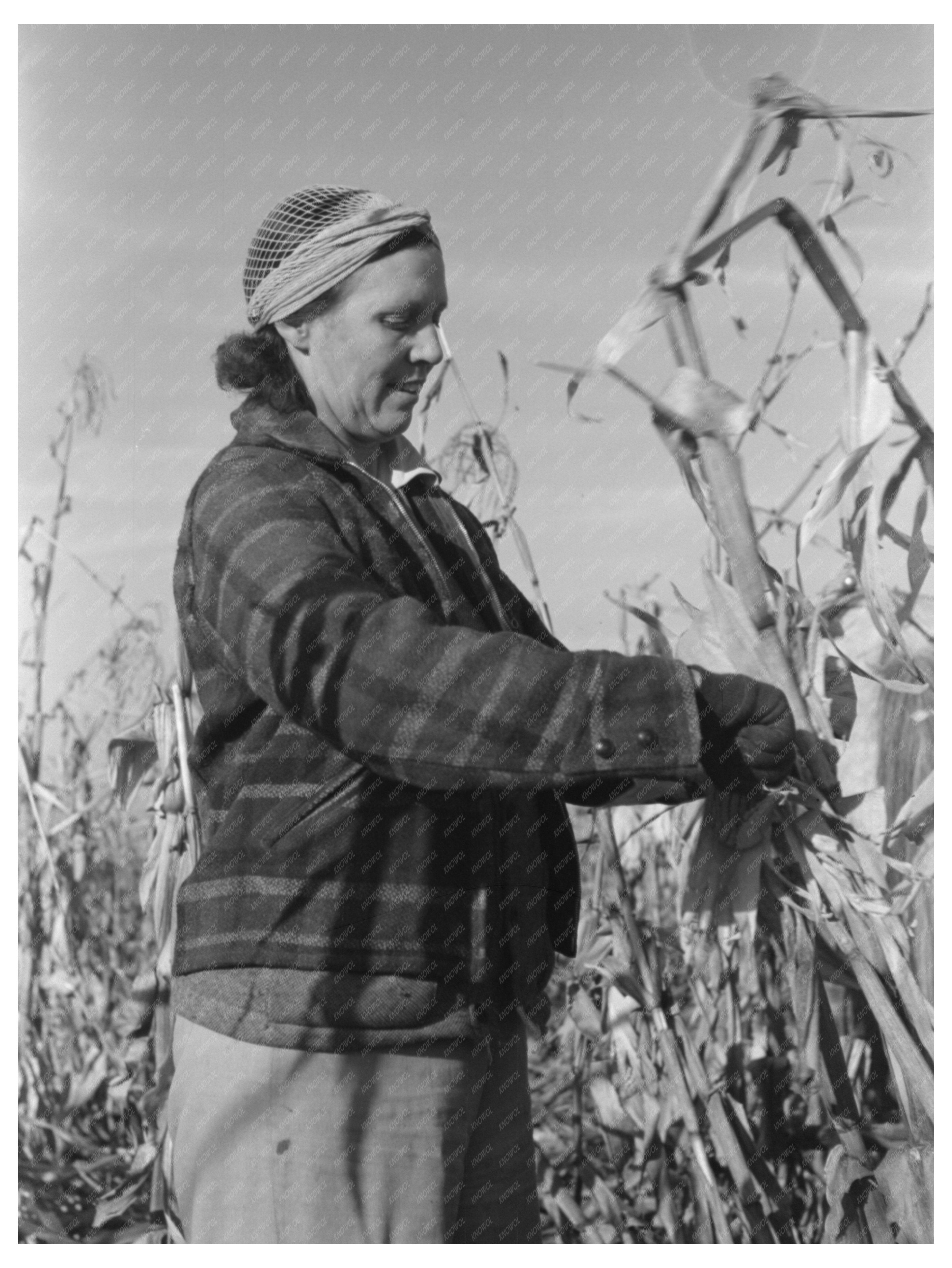 Widow Farmer Husking Corn Idaho November 1941