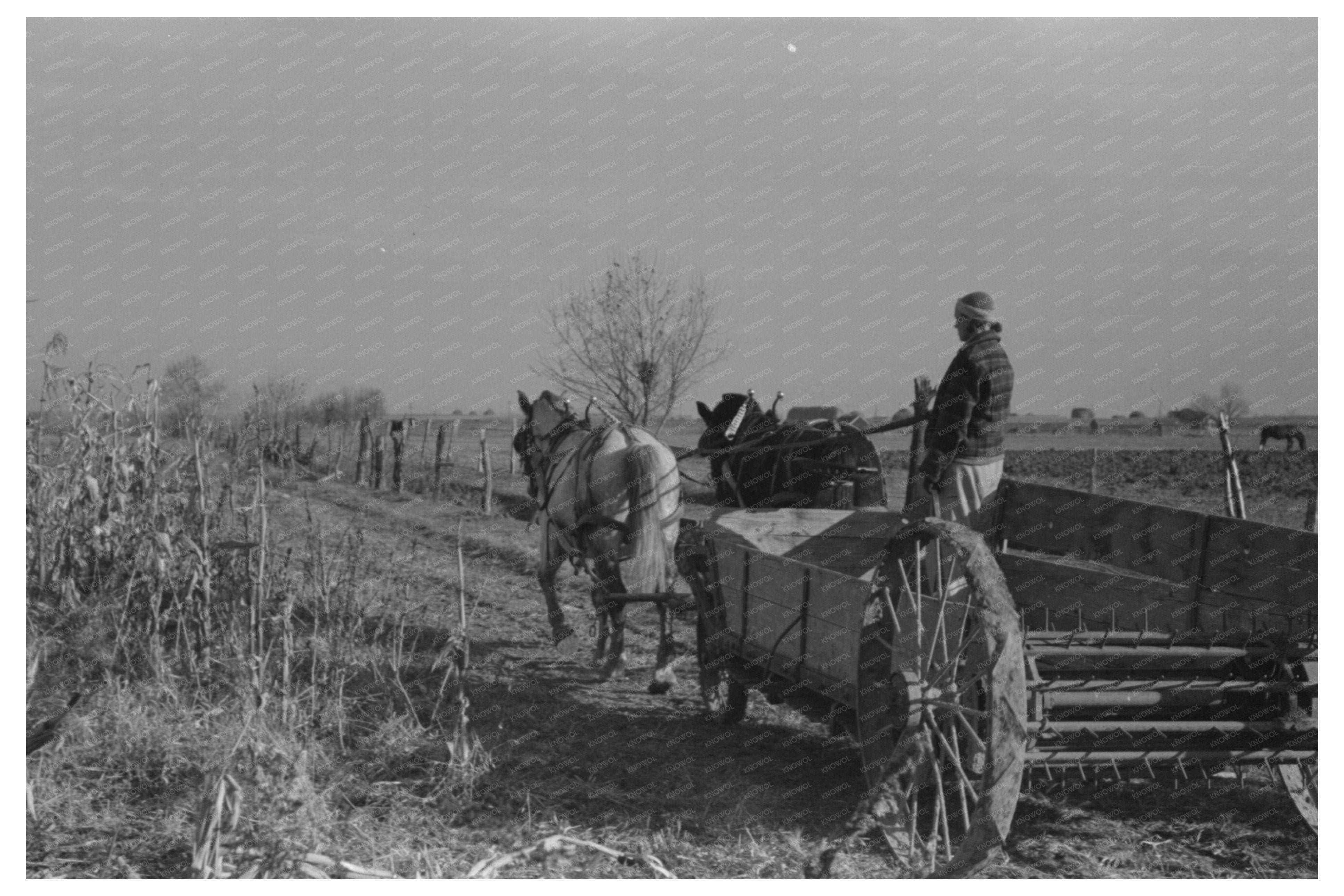 Widow Farmer Husking Corn Black Canyon Project 1941