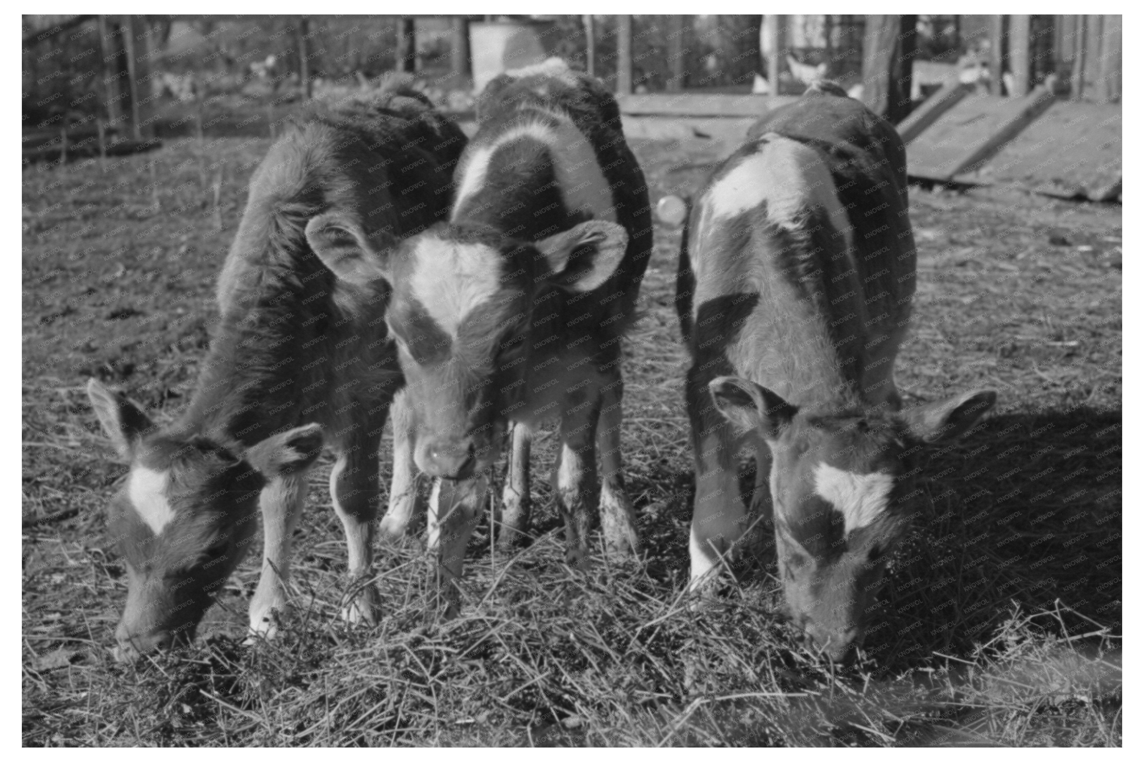 Calves in Canyon County Idaho November 1941