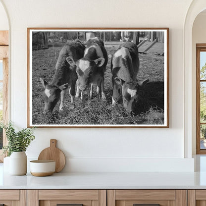 Calves in Canyon County Idaho November 1941