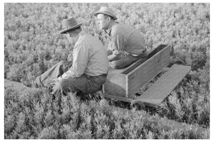 Weeding Guayule Nursery in Salinas California 1941