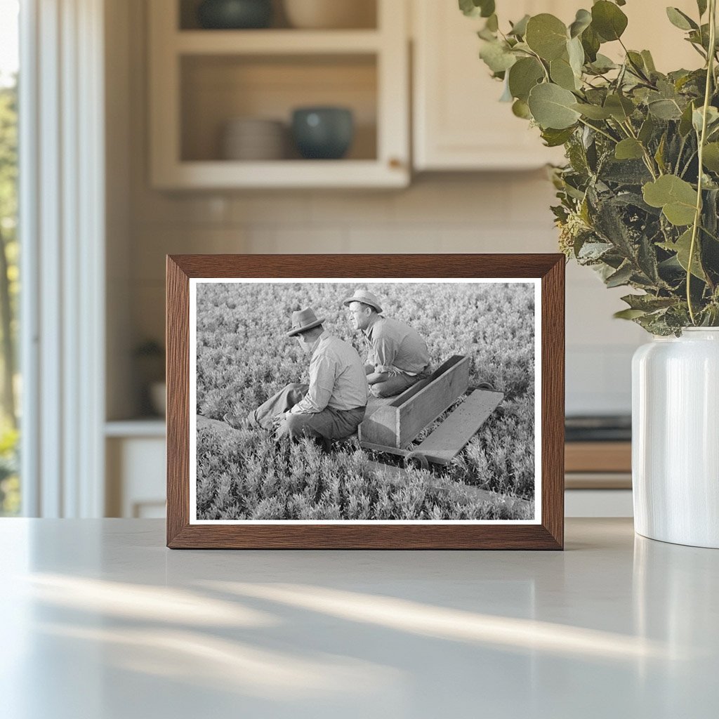 Weeding Guayule Nursery in Salinas California 1941