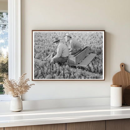 Weeding Guayule Nursery in Salinas California 1941