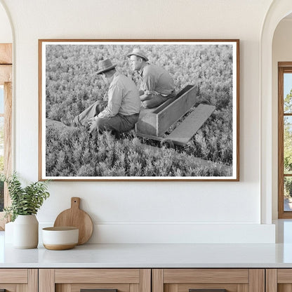 Weeding Guayule Nursery in Salinas California 1941