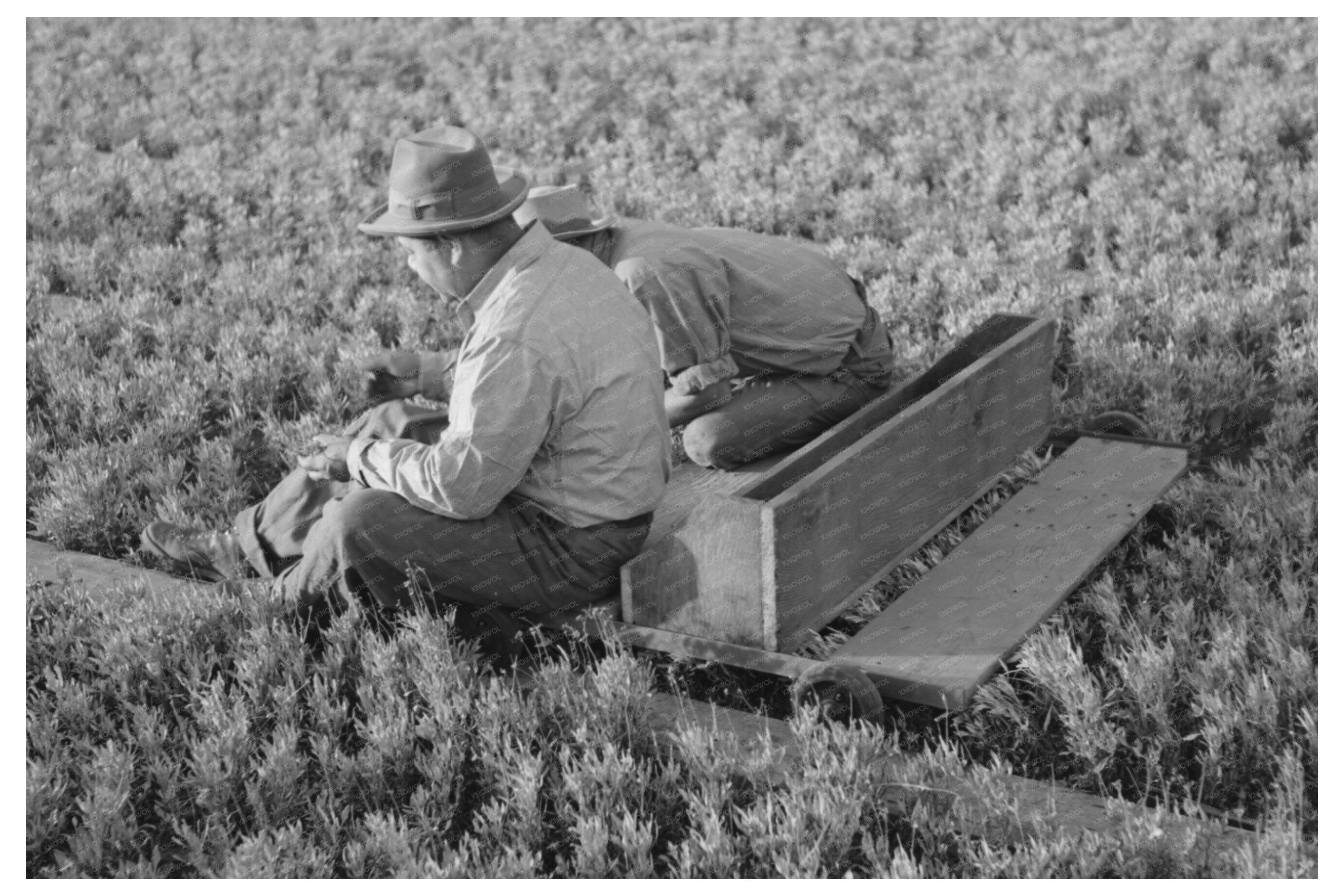 Workers Weeding Seedbeds at Guayule Nursery 1941