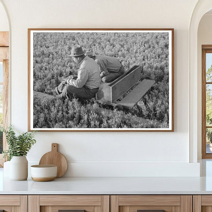 Workers Weeding Seedbeds at Guayule Nursery 1941