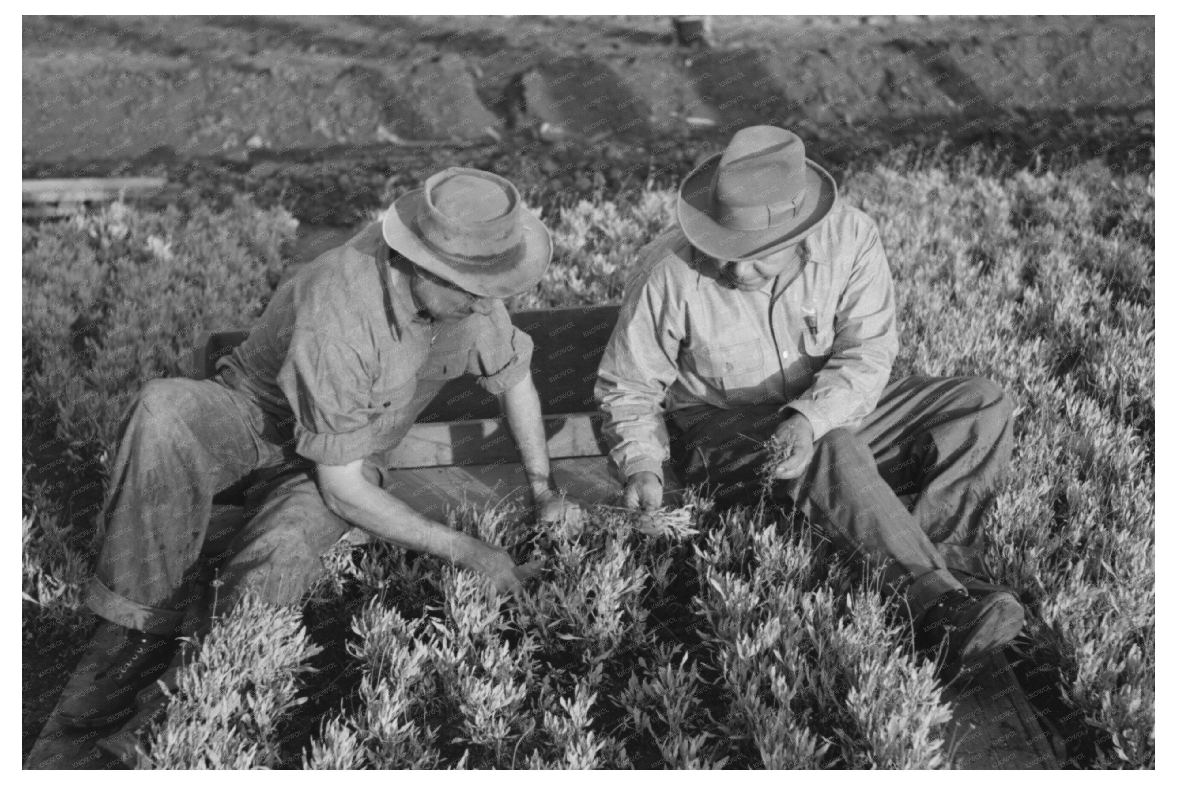 Weeding Guayule Nursery Seedbeds Salinas California 1941