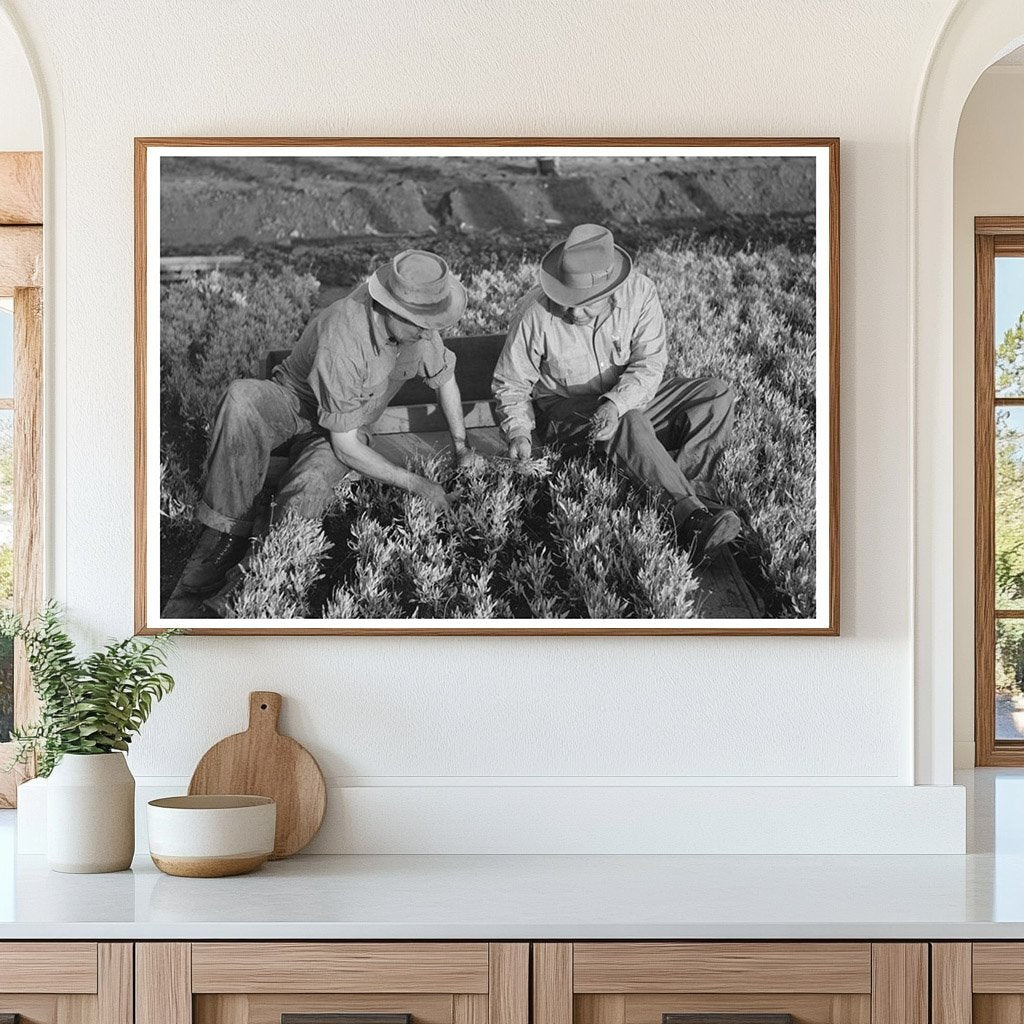 Weeding Guayule Nursery Seedbeds Salinas California 1941