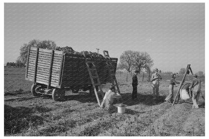 Tulare County Cotton Weighing Scene March 1942