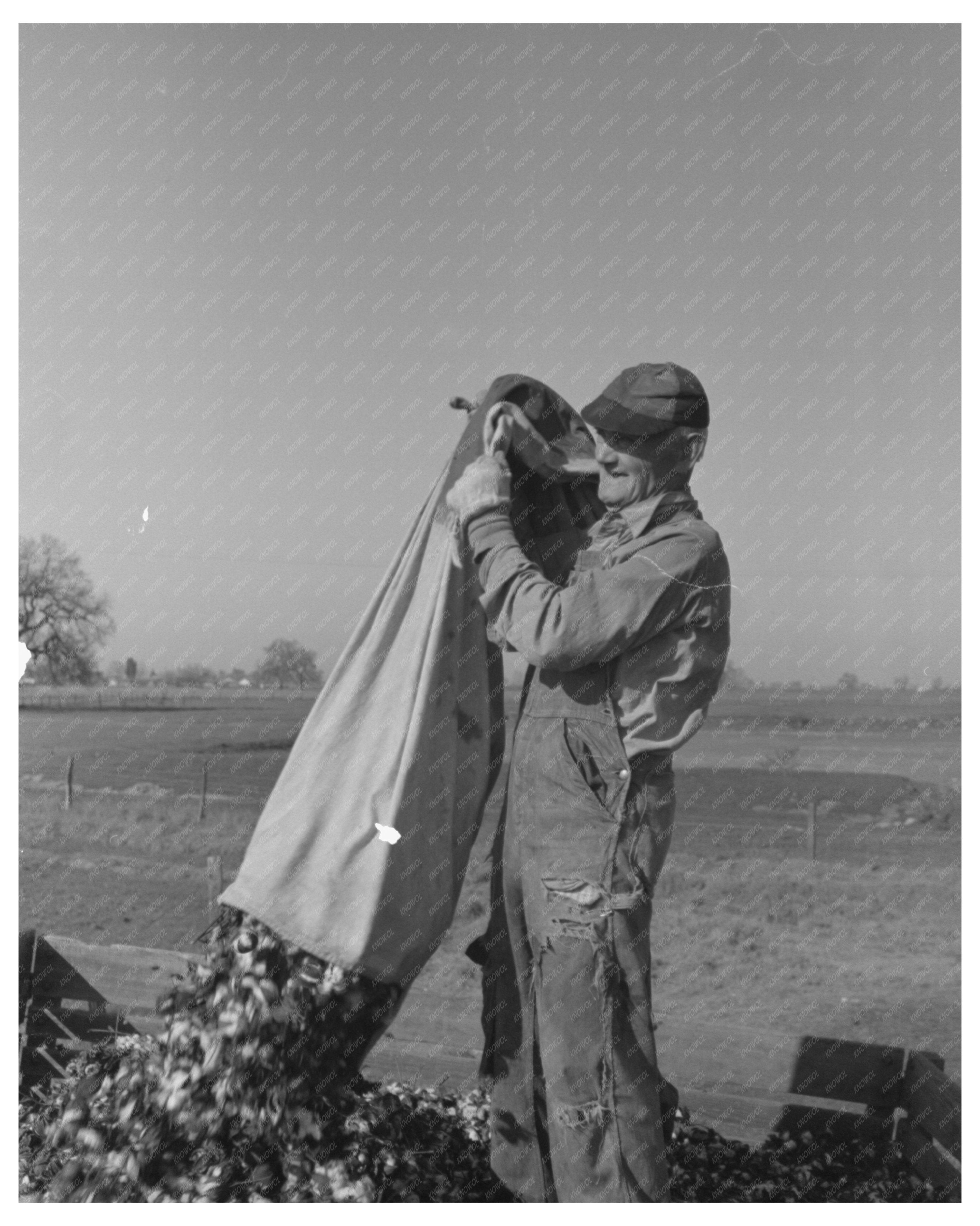 Cotton Picker in Tulare County California March 1942