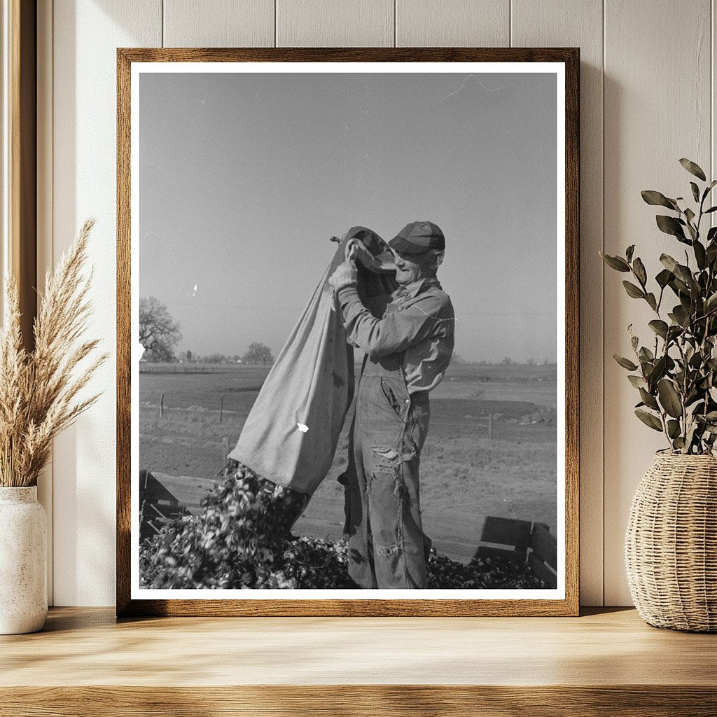 Cotton Picker in Tulare County California March 1942