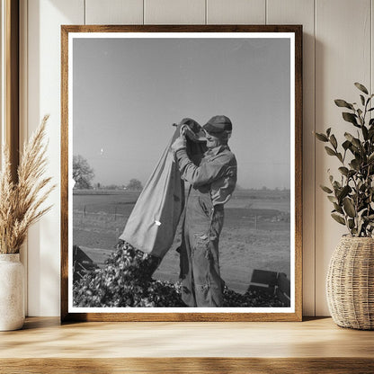 Cotton Picker in Tulare County California March 1942