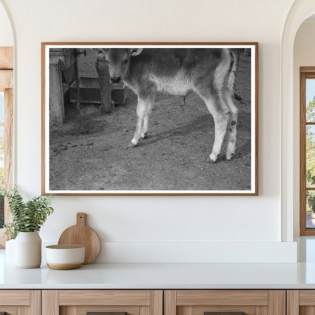 Calf at FSA Casa Grande Farms Coolidge Arizona 1942