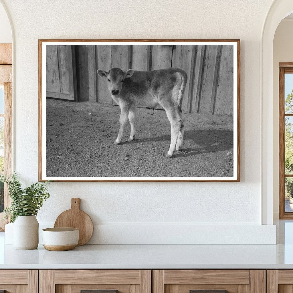 Calf at Casa Grande Farms Arizona February 1942