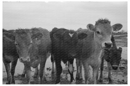 Vintage Cows at Casa Grande Farms Arizona 1942