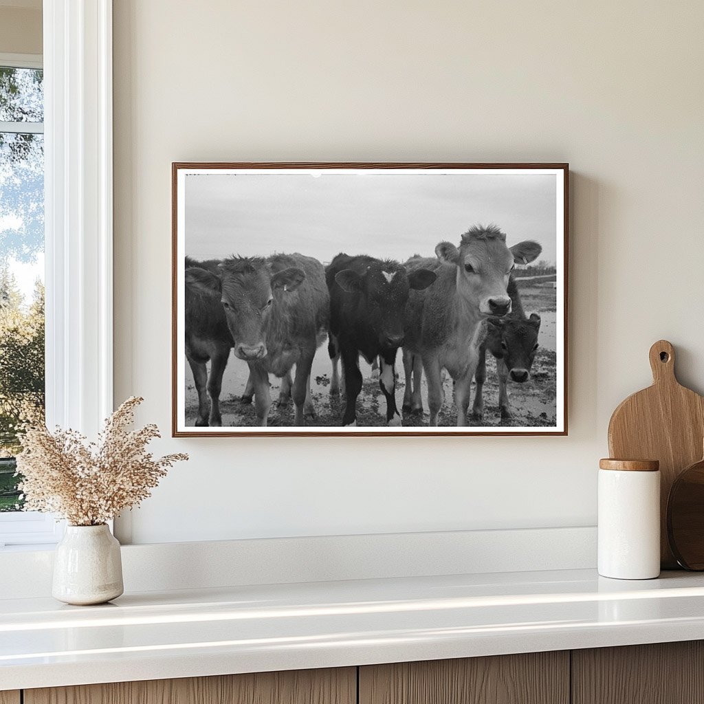 Vintage Cows at Casa Grande Farms Arizona 1942