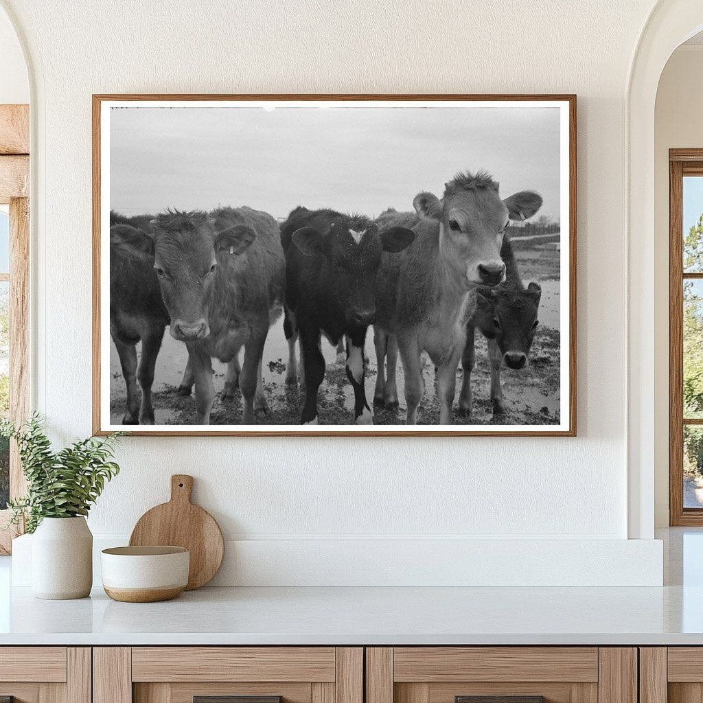 Vintage Cows at Casa Grande Farms Arizona 1942