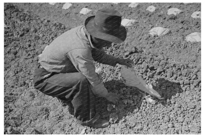 Workmen Applying Caps to Melon Plants California 1942