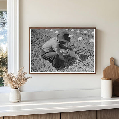 Workmen Applying Caps to Melon Plants California 1942