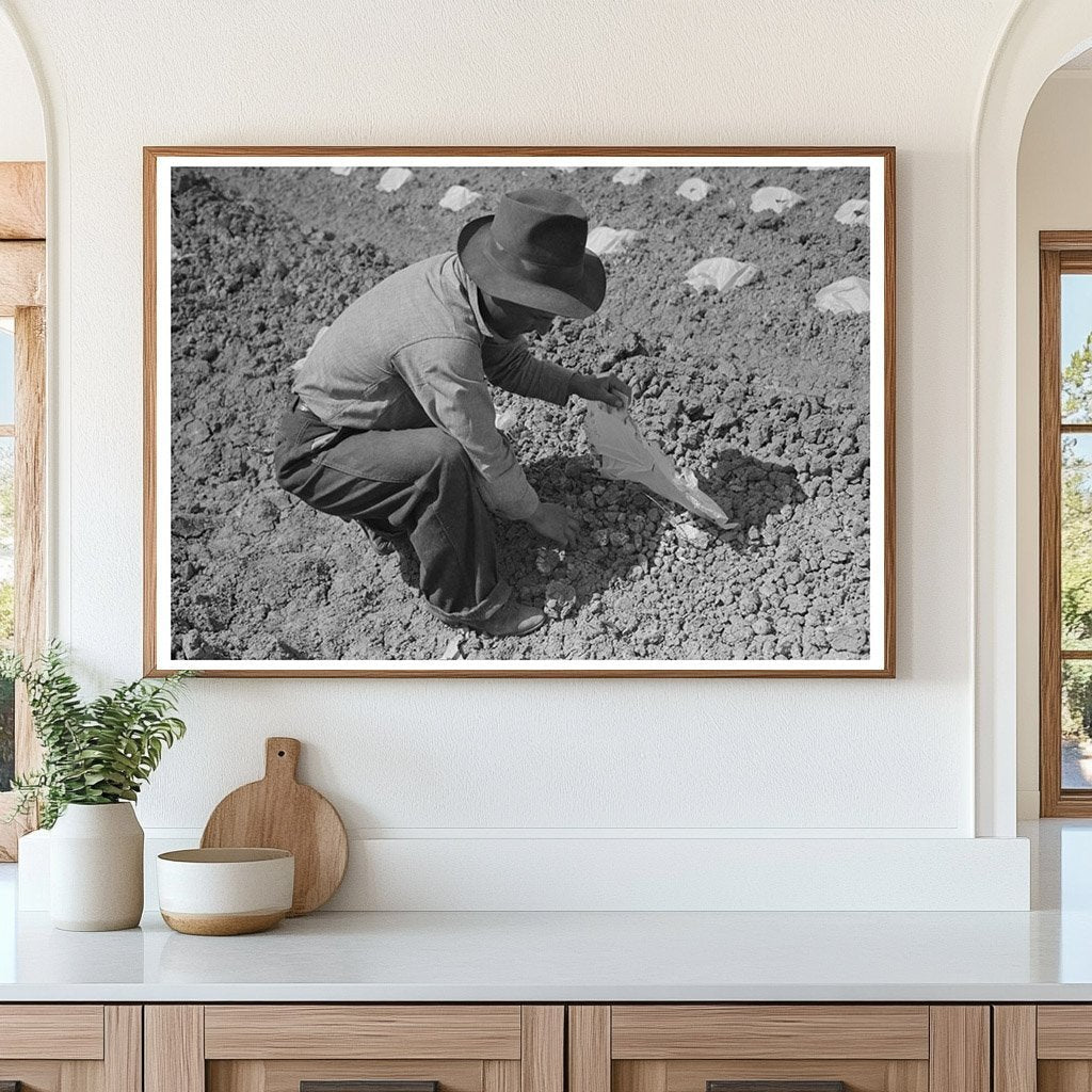 Workmen Applying Caps to Melon Plants California 1942