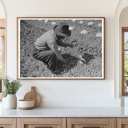 Workmen Applying Caps to Melon Plants California 1942