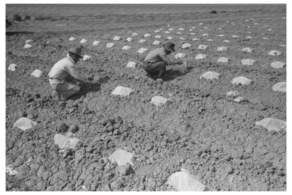 Melon Planting Techniques in Imperial County February 1942