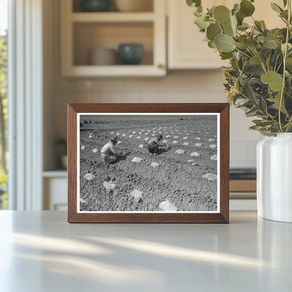 Melon Planting Techniques in Imperial County February 1942