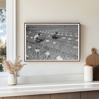 Melon Planting Techniques in Imperial County February 1942