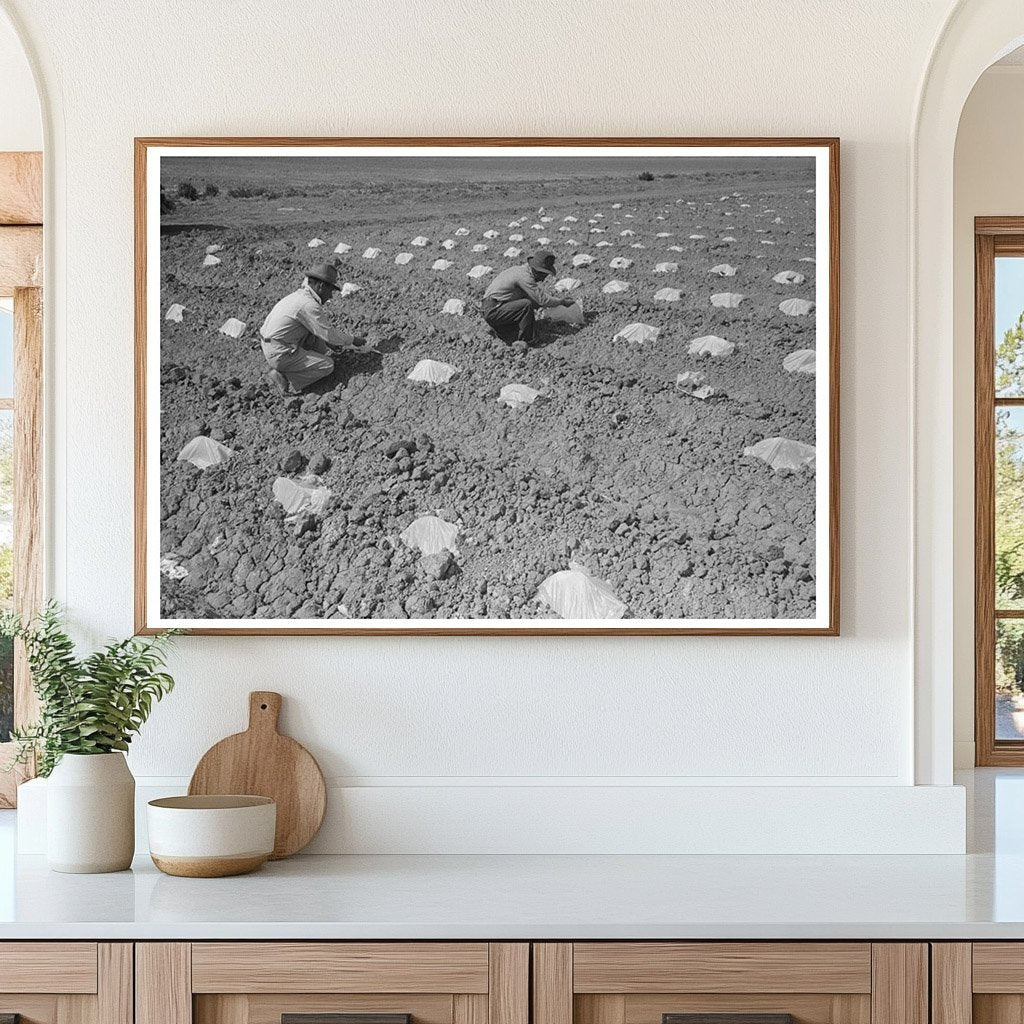 Melon Planting Techniques in Imperial County February 1942