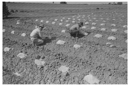 1942 Vintage Photo of Workmen Protecting Melon Plants