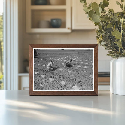 1942 Vintage Photo of Workmen Protecting Melon Plants