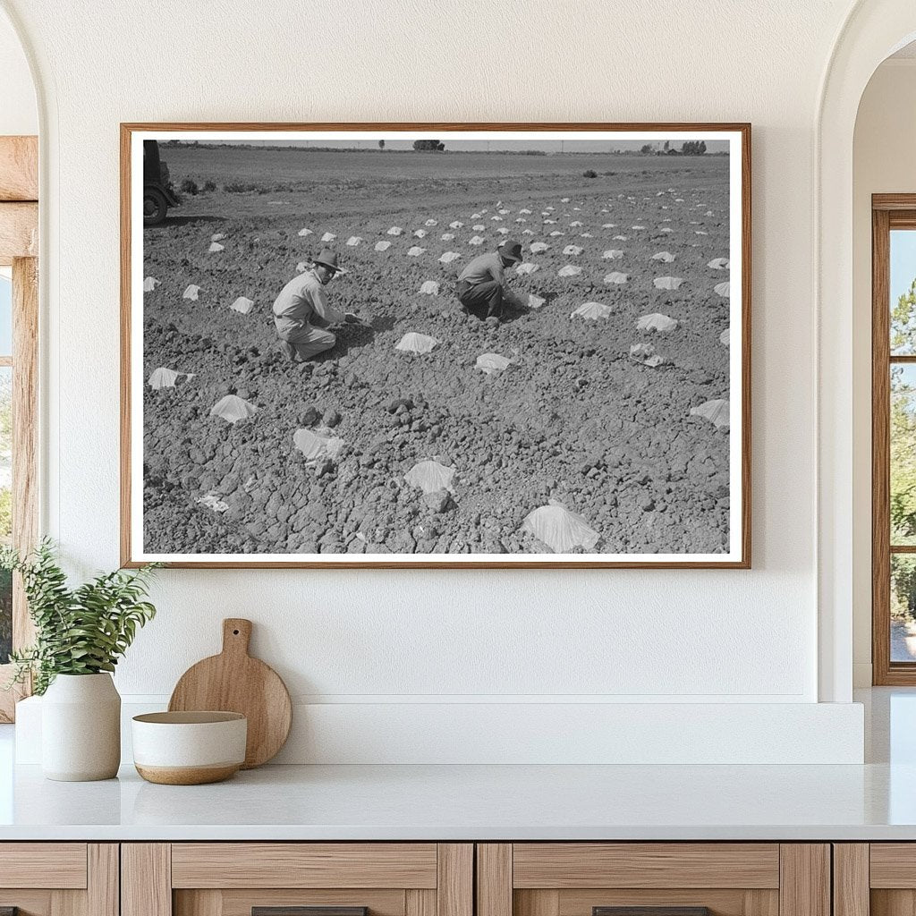 1942 Vintage Photo of Workmen Protecting Melon Plants