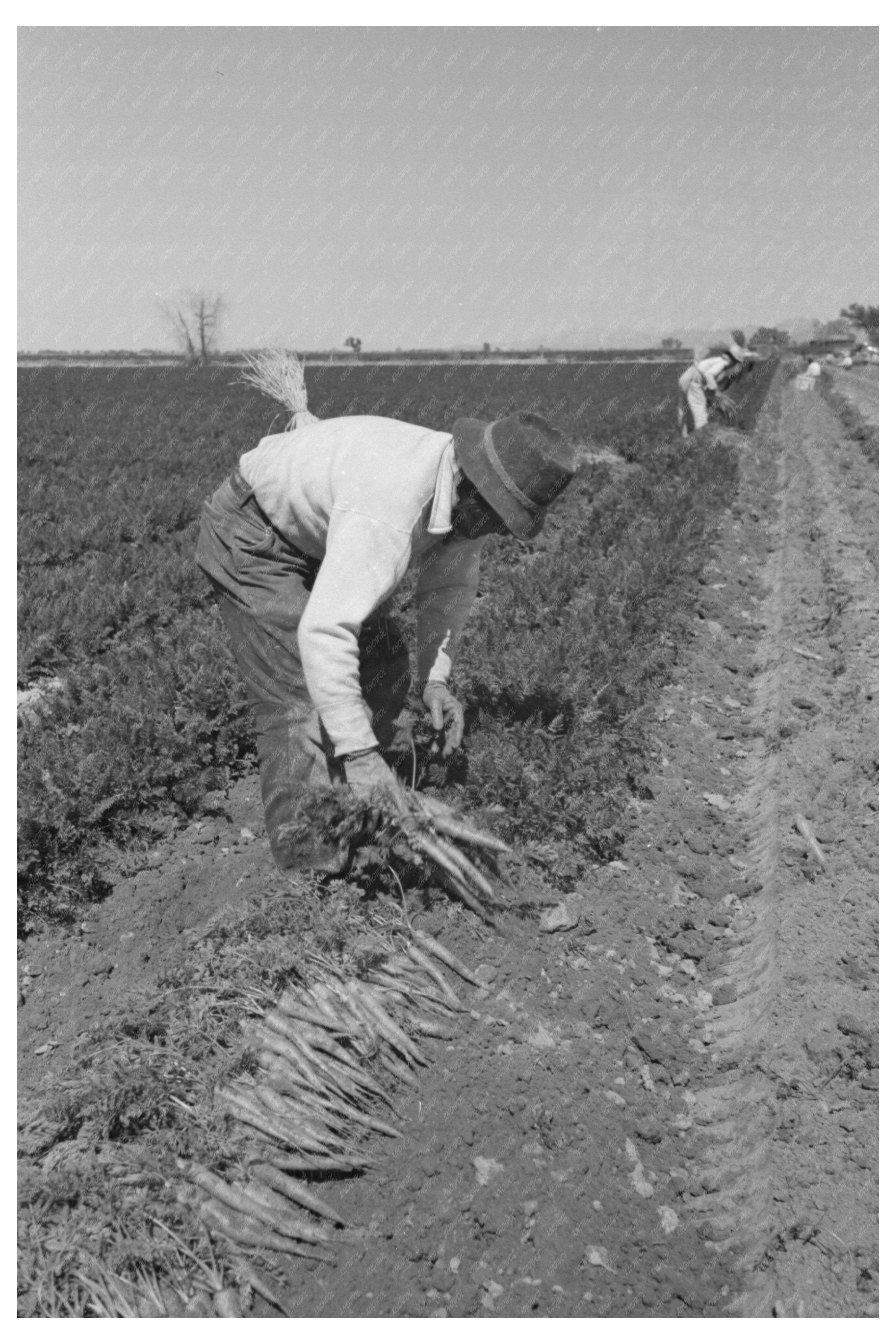 Agricultural Workers Bunching Carrots Yuma County 1942